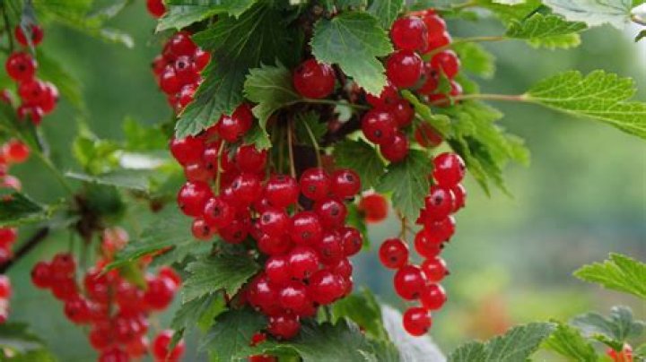 what are currants