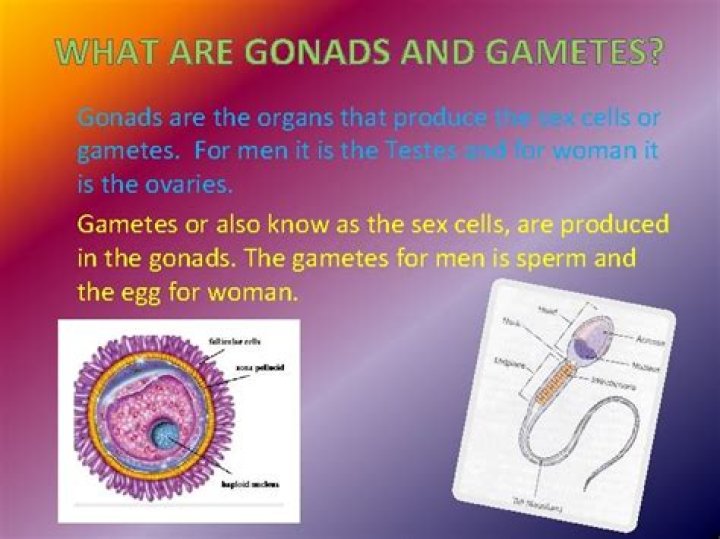 what are gonads