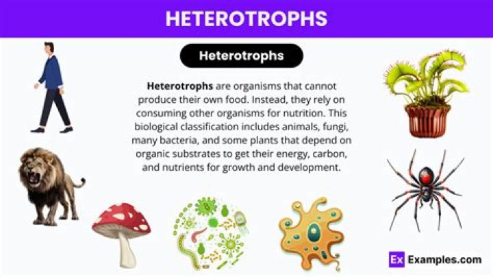 what are heterotrophs