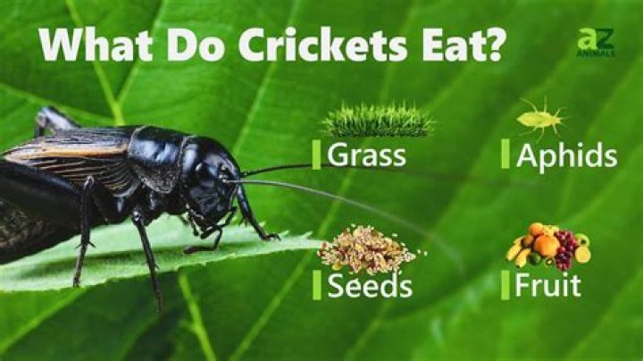 what do crickets eat