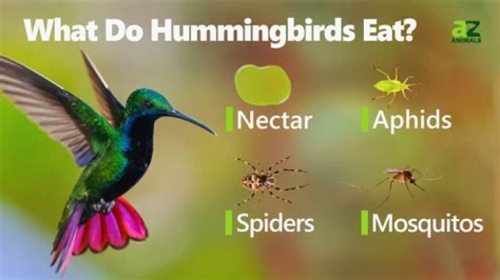 what do hummingbirds eat