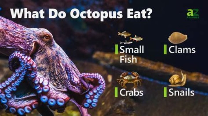 what do octopus eat
