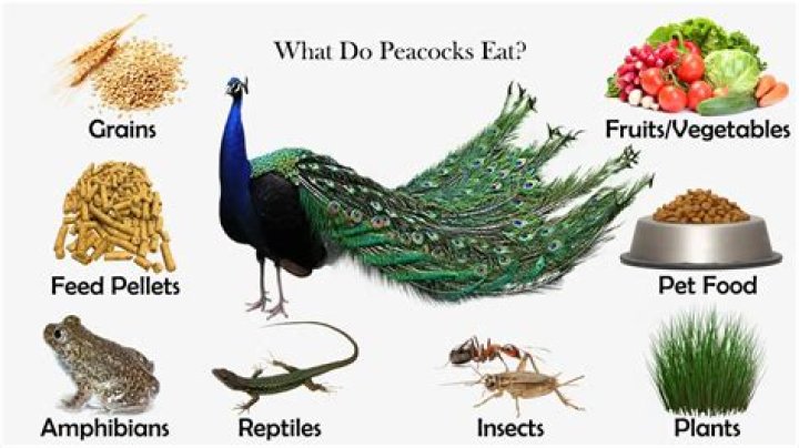 what do peacocks eat