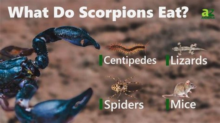 what do scorpions eat