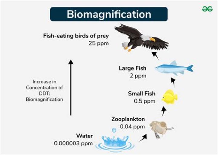 what is biomagnification