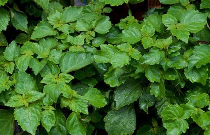 what is patchouli
