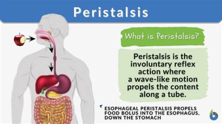 what is peristalsis