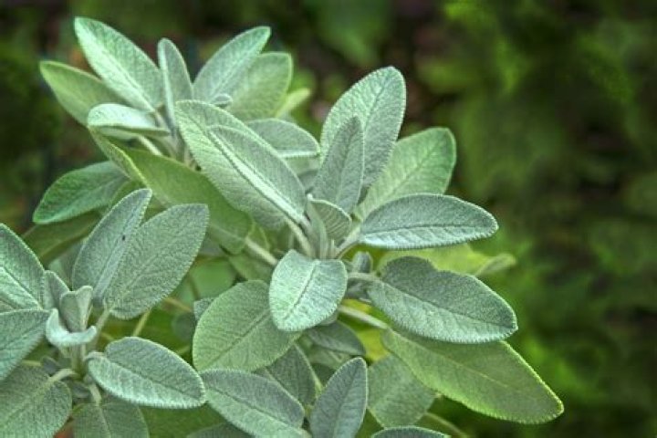 what is sage
