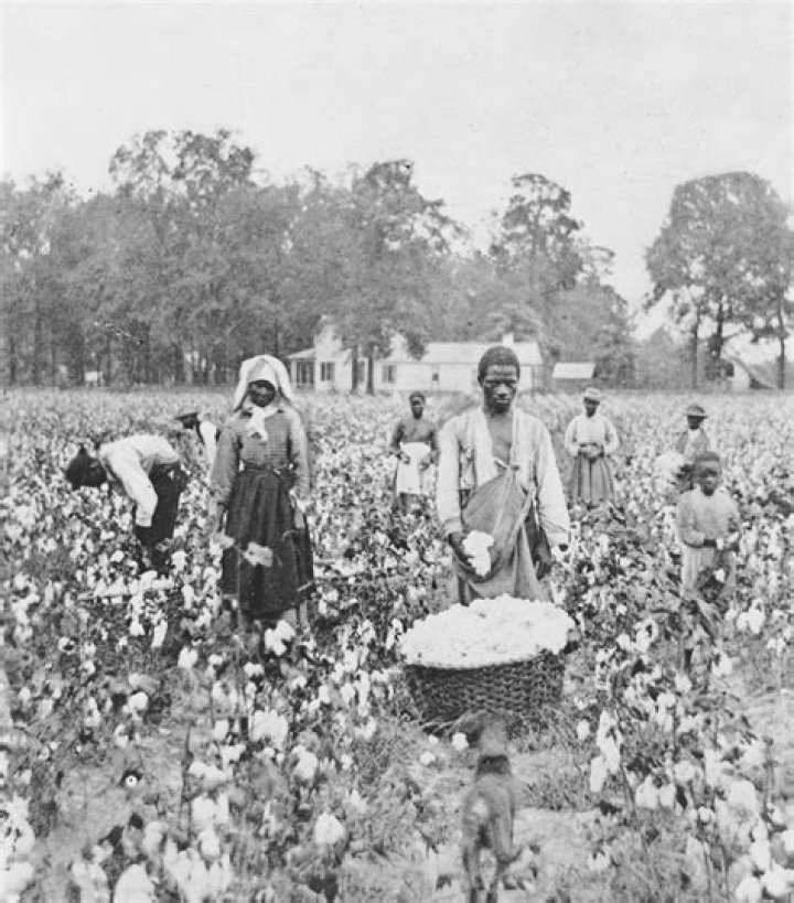 what is sharecropping
