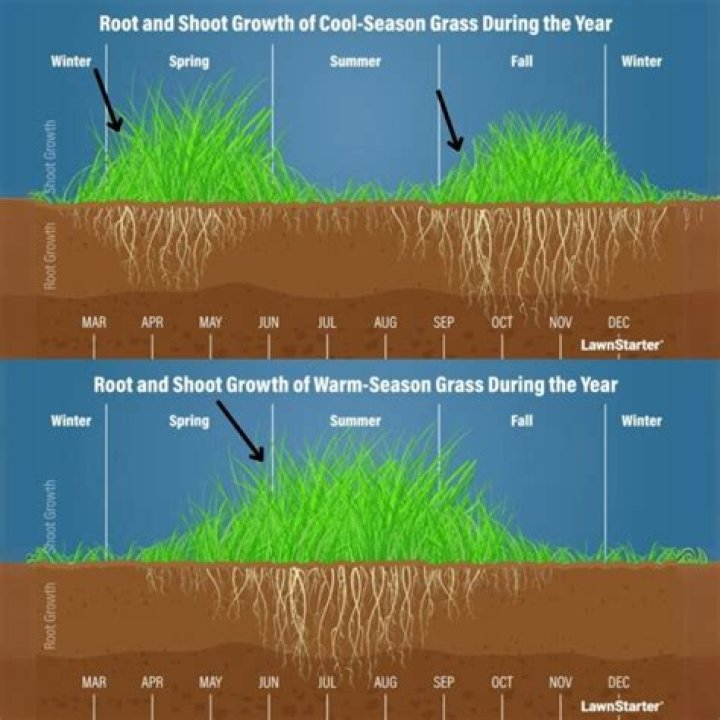 when to dethatch lawn