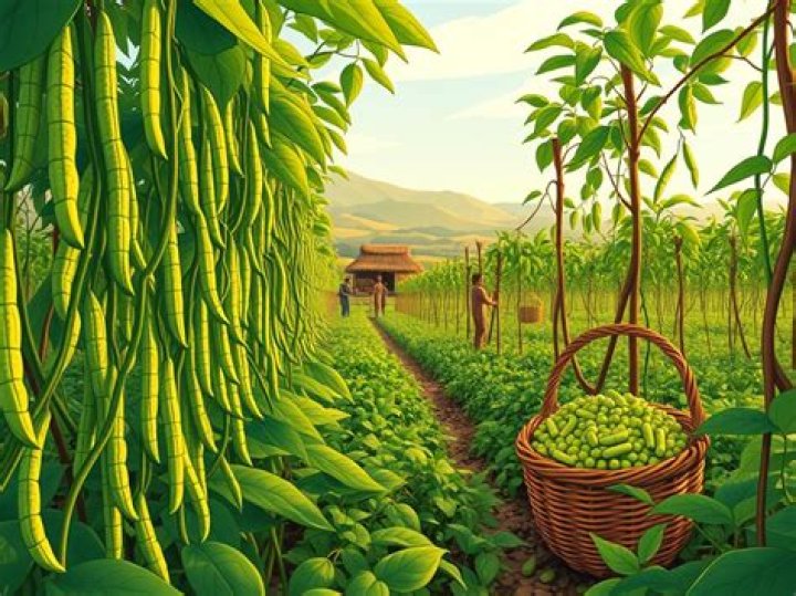 where do beans come from