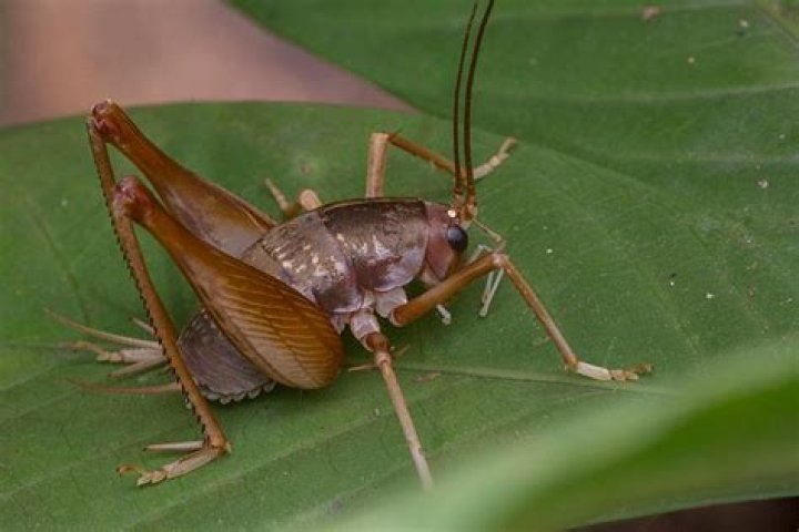 why do crickets chirp