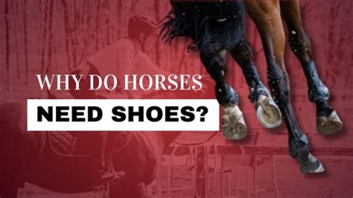 why do horses need shoes