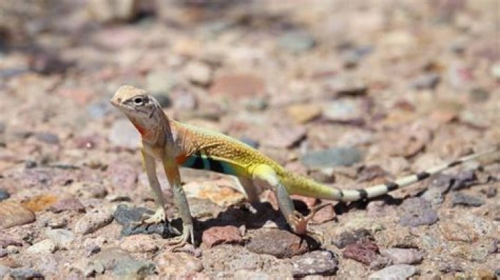 why do lizards do push ups