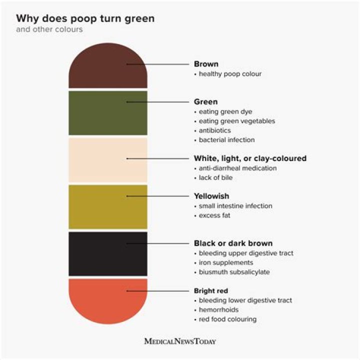 why is my poop bright green